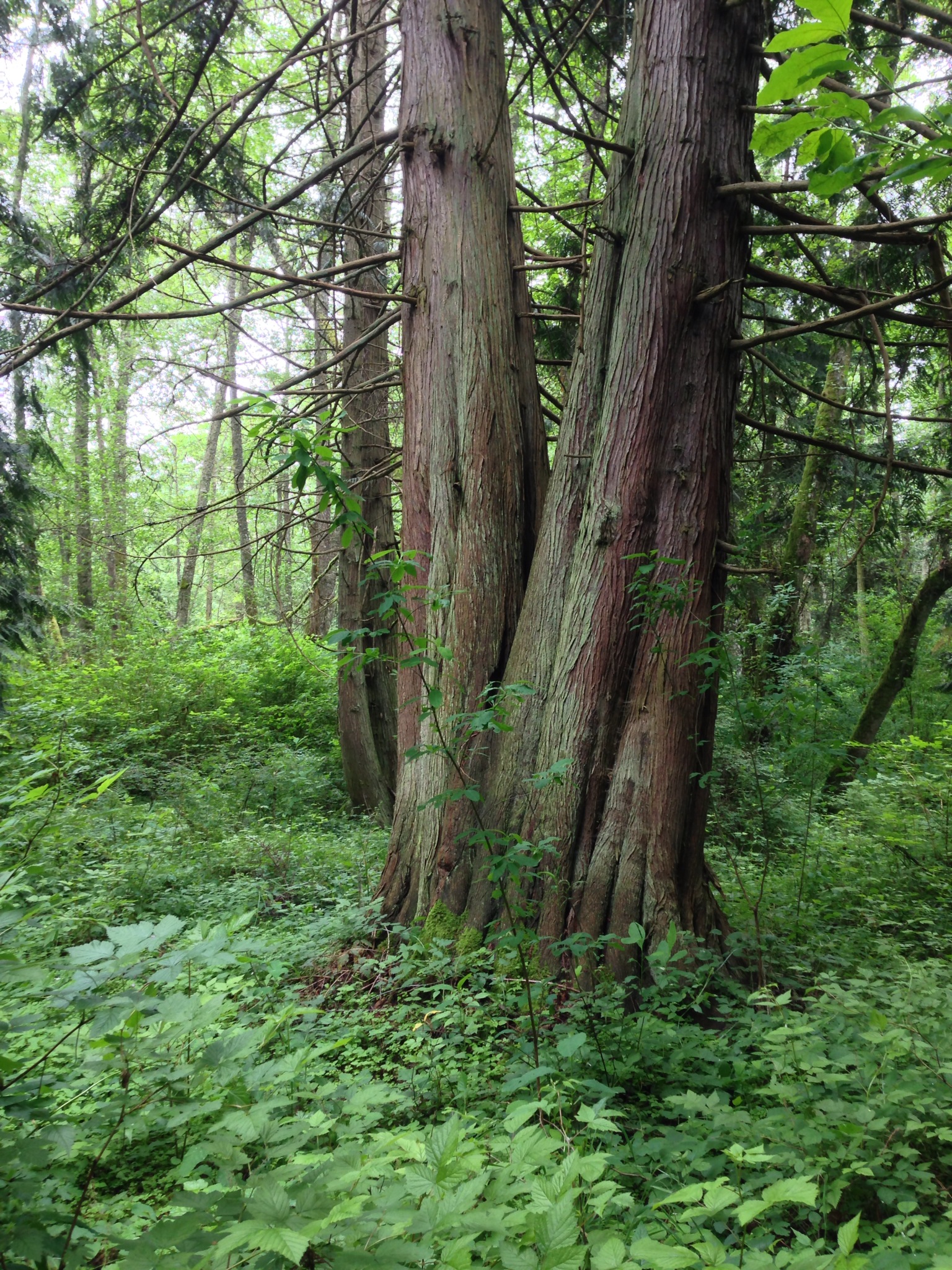 cedar grove cedar grove